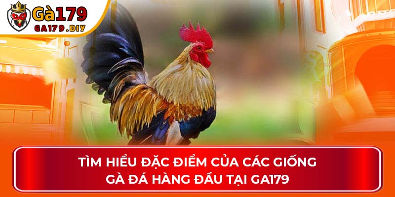 Tìm hiểu đặc điểm của các giống gà hàng đầu tại GA179