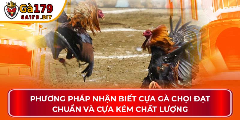 Phương pháp nhận biết cựa gà chọi đạt chuẩn và cựa kém chất lượng